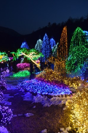 Morning Calm Arboretum night lights in snow