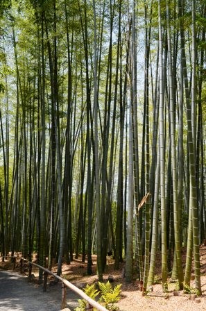 Kodaiji Temple bamboo forest