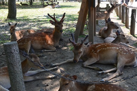 Nara Park deer napping