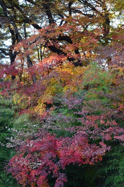 Palgonsan Provincial Park red orange and yellow leaves