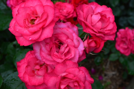 Rose Festival bunches of bright pink roses