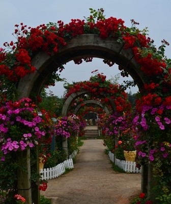 Rose Festival flower tunnels
