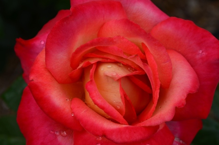 Rose Festival pink and orange rose closeup