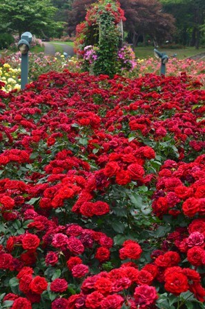 Rose Festival rows of red roses