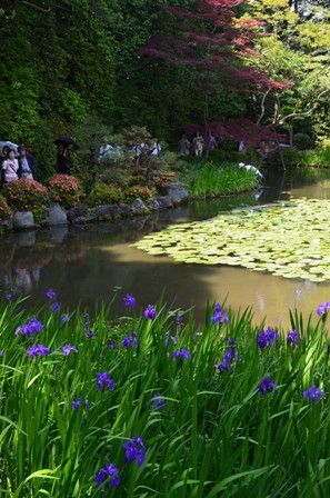 Shinen Gardens irises pond