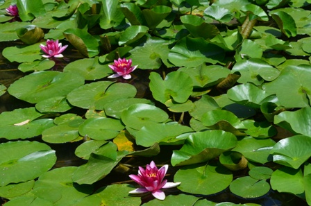 Shinen Gardens waterlily pond closeup