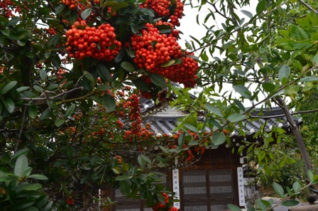 Andong Hahoe Maeul hut with orange berry tree