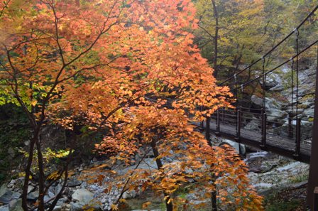 Sibiseonnyetang bridge and orange tree