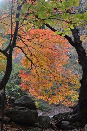 Sibiseonnyetang orange tree pathway