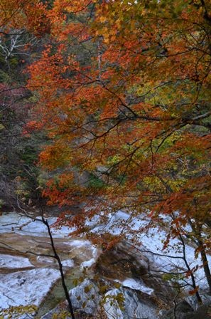 Sibiseonnyetang rushing river orange tree