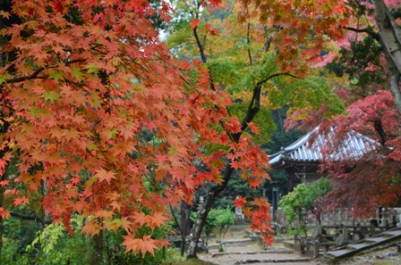 Kyoto Arashiyama Nishion Temple colorful foliage