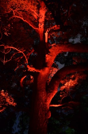 Kyoto Night Shorenin Temple red tree