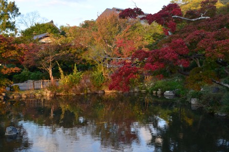 Kyoto Searching Marayuma Park foliage