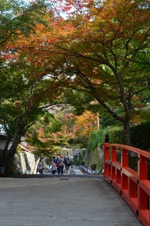 Kyoto Searching Sanzenji foliage bridge