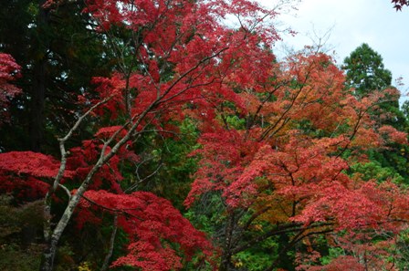 Kyoto Takao Temple red trees