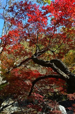 Piagol Valley branches with red leaves