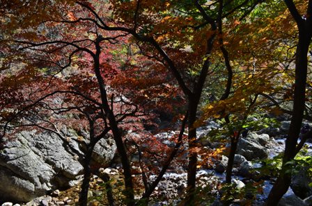 Piagol Valley colorful leaf trees and river