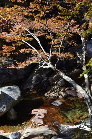 Piagol Valley orange and yellow leaves river