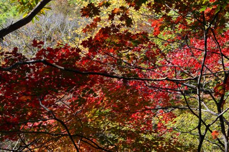 Piagol Valley red and green leaves