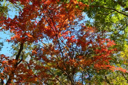 Piagol Valley red, orange and green leaves