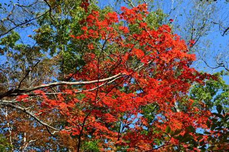 Piagol Valley red orange leaves