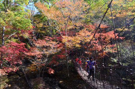 Piagol Valley swing bridge with colorful leaves