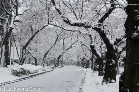 Toyko winter 2014-14