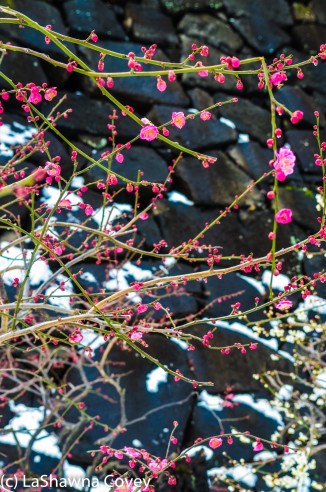 Toyko winter 2014-67