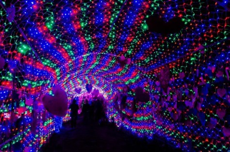 Herb Island Lighting Festival-1