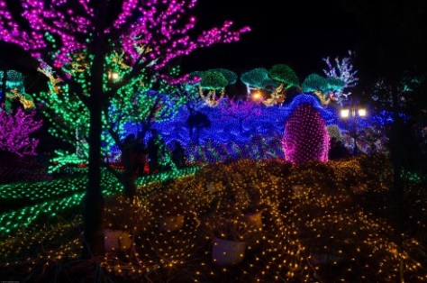 Herb Island Lighting Festival-10