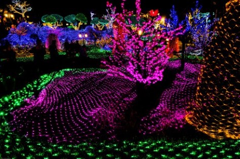 Herb Island Lighting Festival-12