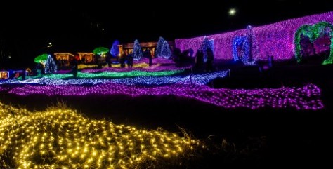 Herb Island Lighting Festival-3