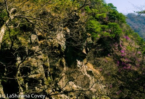 Hwage Cherry Blossoms and Buril Falls-11