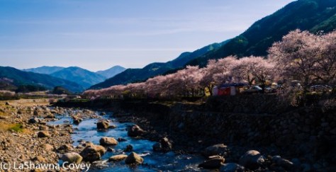 Hwage Cherry Blossoms and Buril Falls-15