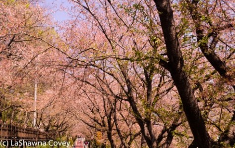 Hwage Cherry Blossoms and Buril Falls-3