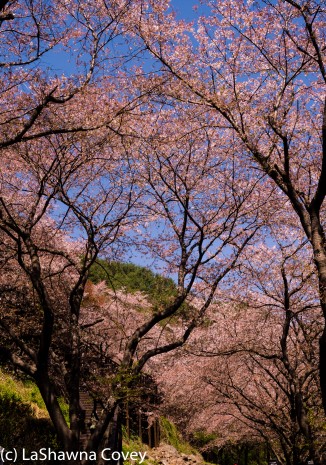 Hwage Cherry Blossoms and Buril Falls-5
