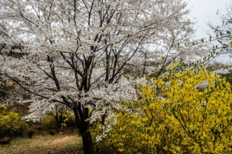 Icheon Baeksma Sansuyu Festival-1