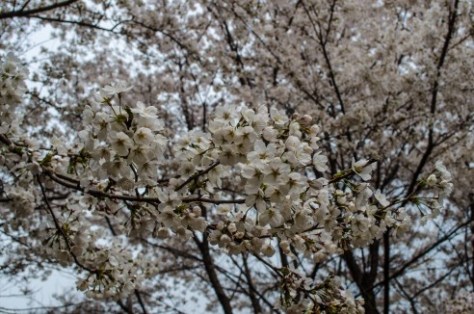 Icheon Baeksma Sansuyu Festival-2