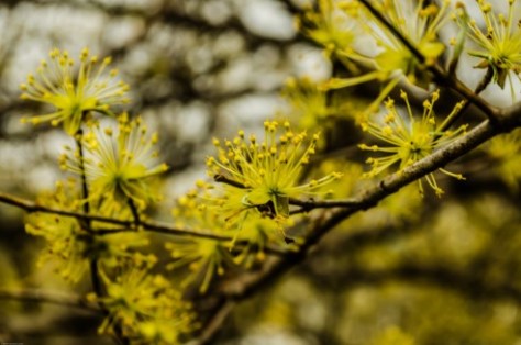 Icheon Baeksma Sansuyu Festival-5
