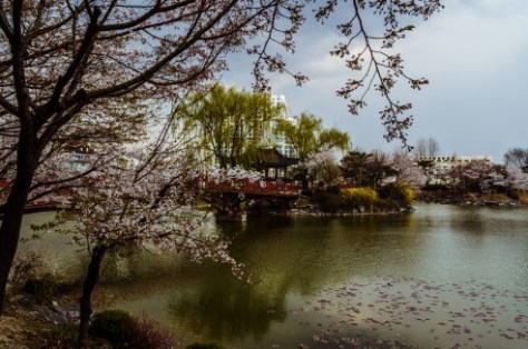 Icheon Baeksma Sansuyu Festival-7