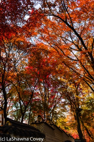 Changdeokgung Palace by day and night-4