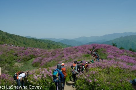 Jirisan Baraebong Royal Azalea Hik-12