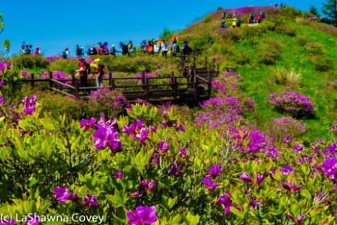 Jirisan Baraebong Royal Azalea Hik-19