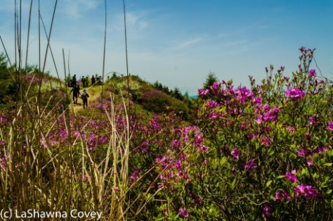 Jirisan Baraebong Royal Azalea Hik-5