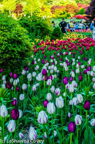 Morning Calm Arboretum Spring 2014-13