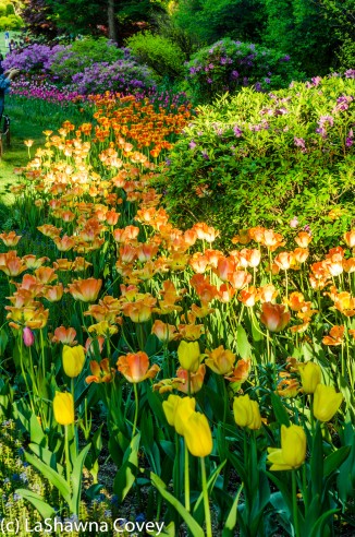 Morning Calm Arboretum Spring 2014-14