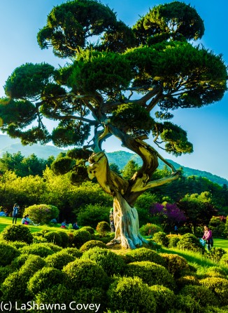 Morning Calm Arboretum Spring 2014-16