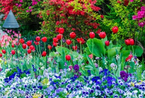 Morning Calm Arboretum Spring 2014-7