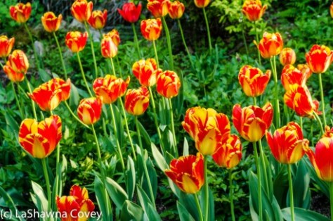 Morning Calm Arboretum Spring 2014-9