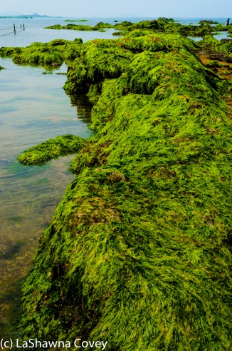 Muchangpo Sea Parting-10